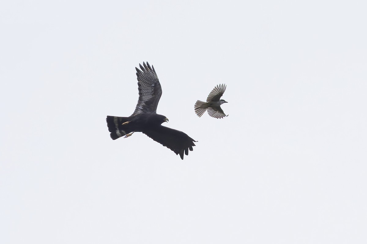 Thick-billed Kingbird - ML642858628
