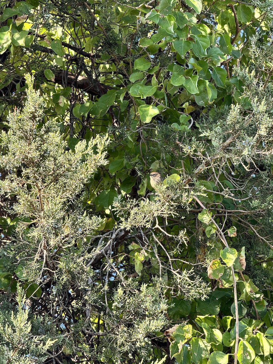 Yellow-rumped Warbler - ML642858629