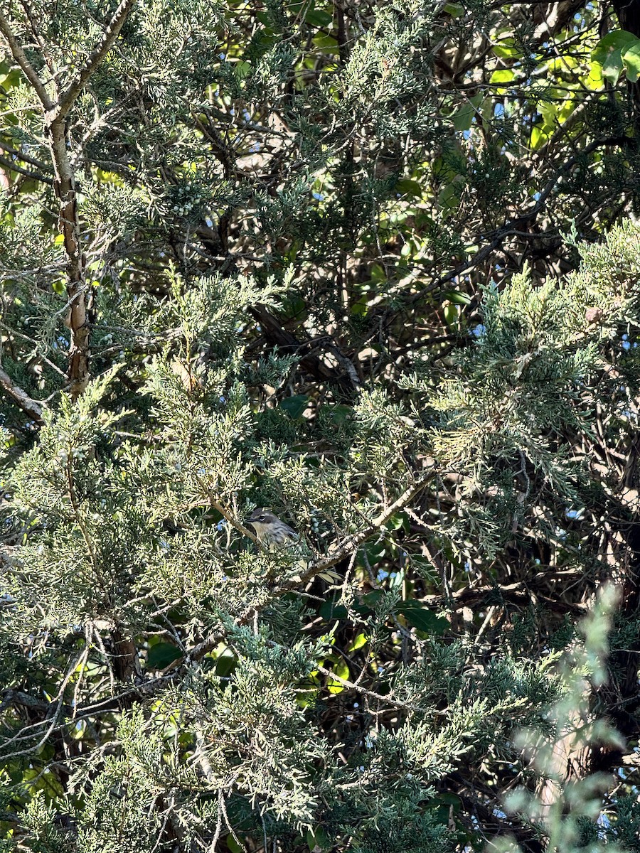 Yellow-rumped Warbler - ML642858630