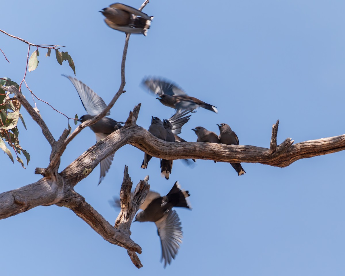 Dusky Woodswallow - ML642858632