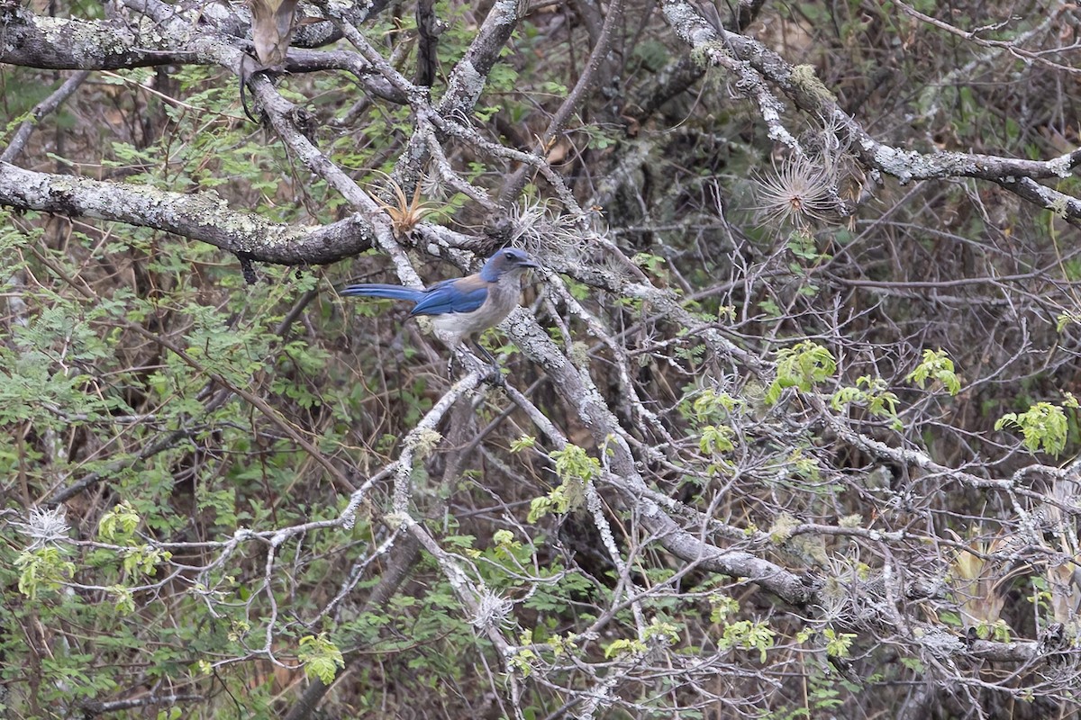 Woodhouse's Scrub-Jay (Sumichrast's) - ML642858643