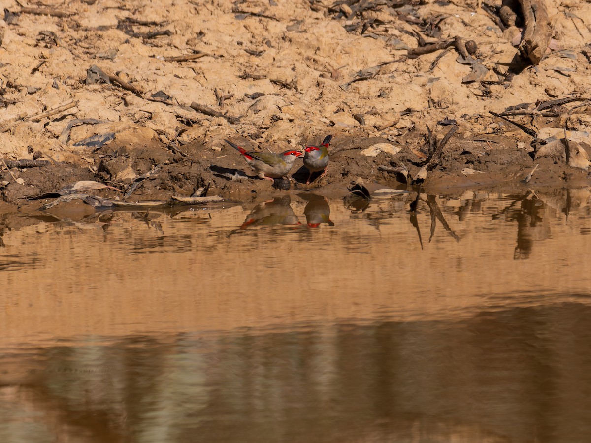 Red-browed Firetail - ML642858646