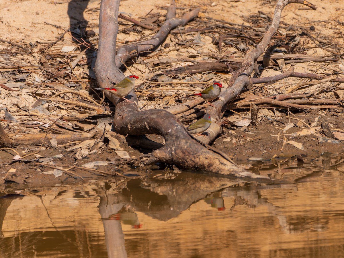 Red-browed Firetail - ML642858647