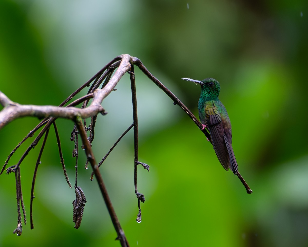 Bronze-tailed Plumeleteer - ML642858664