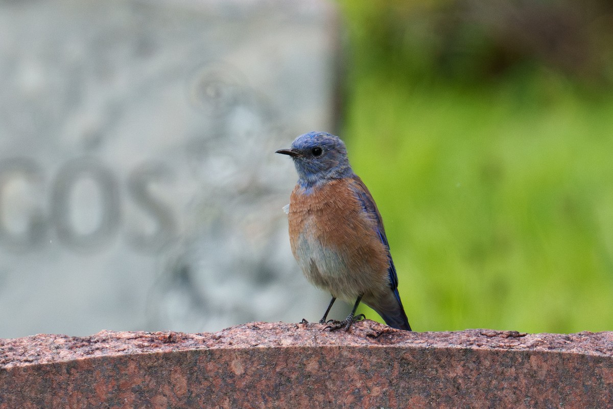 Western Bluebird - ML642858672
