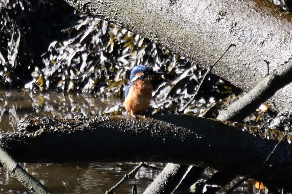 Martin-pêcheur d'Europe - ML642858675