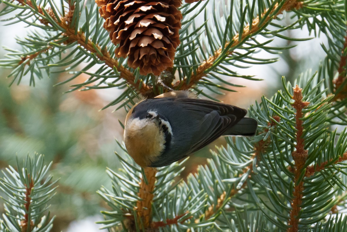 Red-breasted Nuthatch - ML642858678