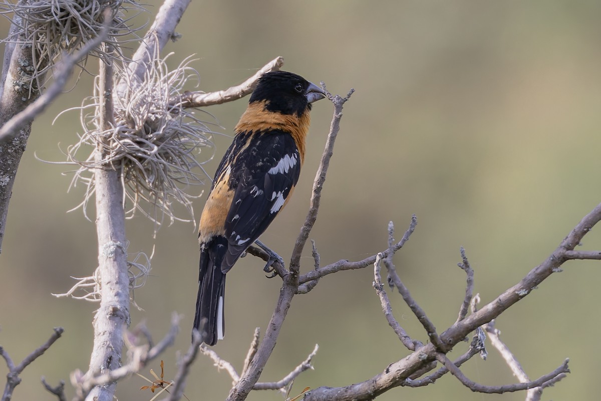 Black-headed Grosbeak - ML642858695
