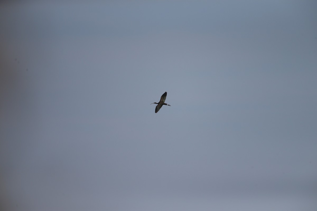 Ibis falcinelle - ML642858696