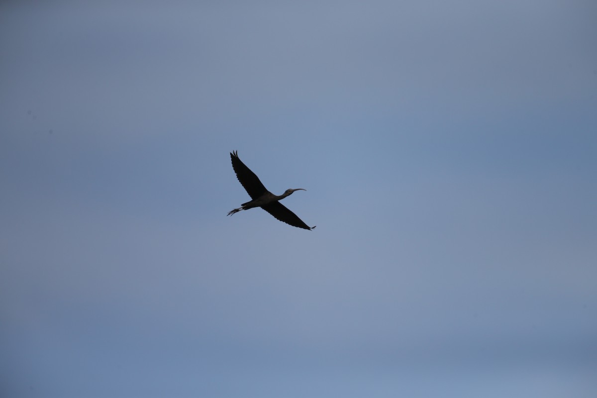 Ibis falcinelle - ML642858699