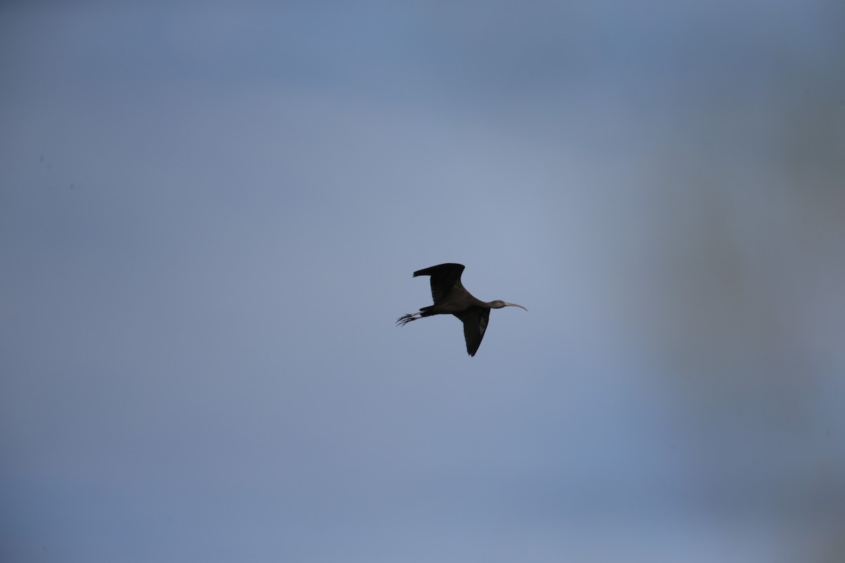 Ibis falcinelle - ML642858703