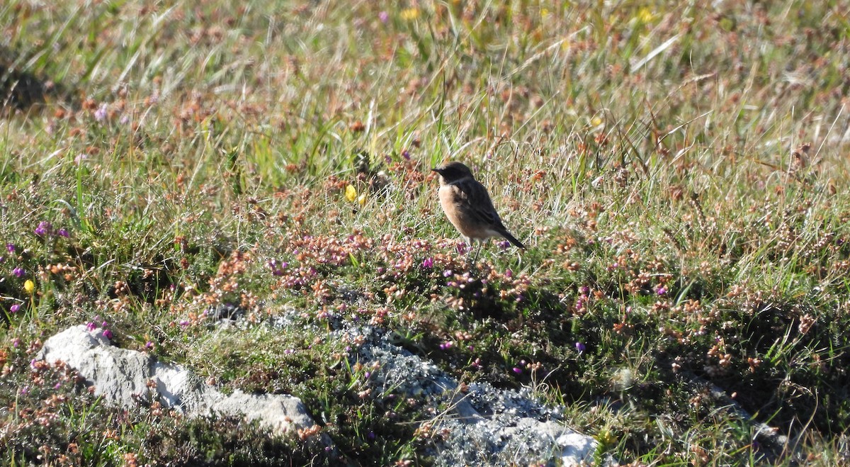 European Stonechat - ML642858706