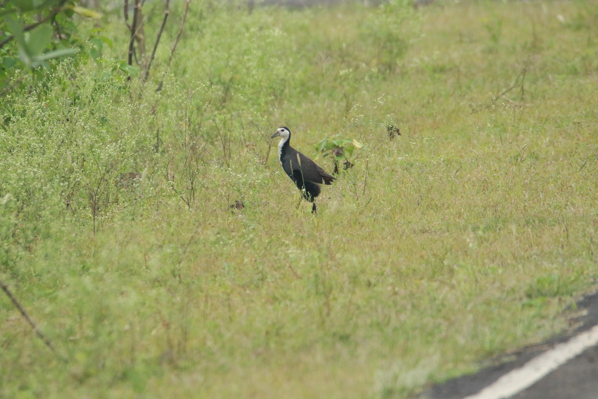 White-breasted Waterhen - ML642858714