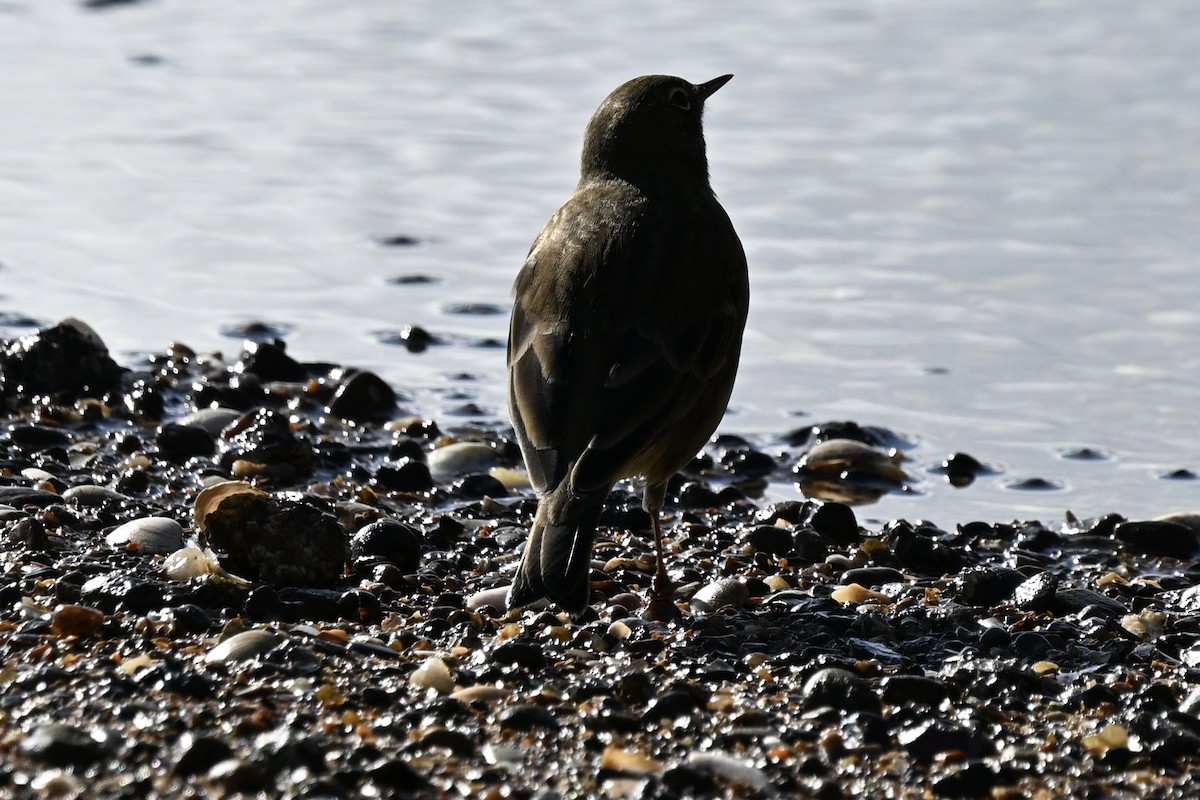 Rock Pipit - ML642858717