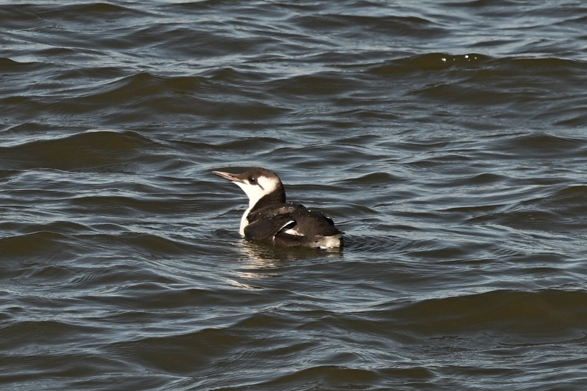 Common Murre - ML642858729