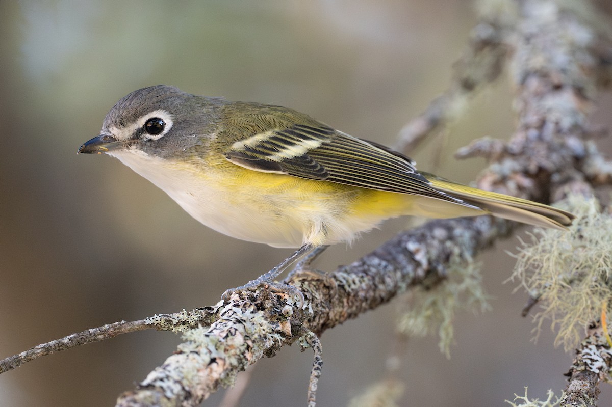 Blue-headed Vireo - ML642858730