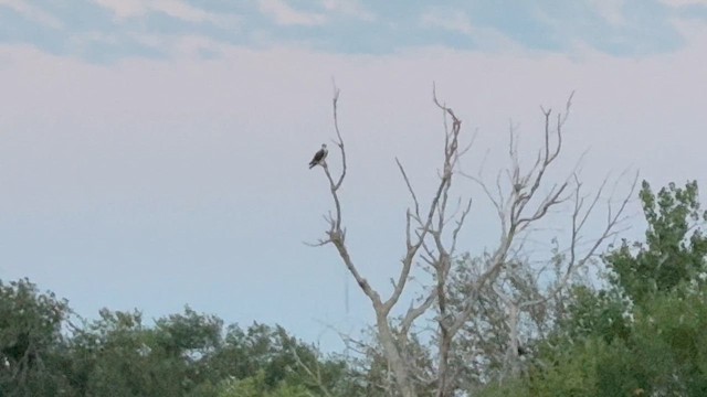 Balbuzard pêcheur - ML642858732