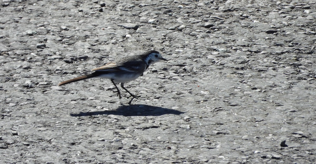 White Wagtail - ML642858737