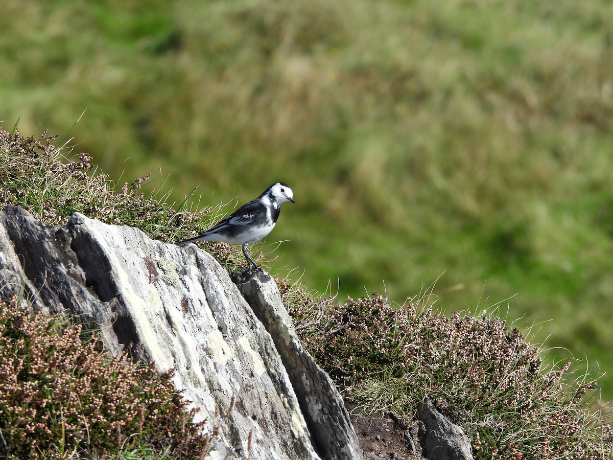 White Wagtail - ML642858739