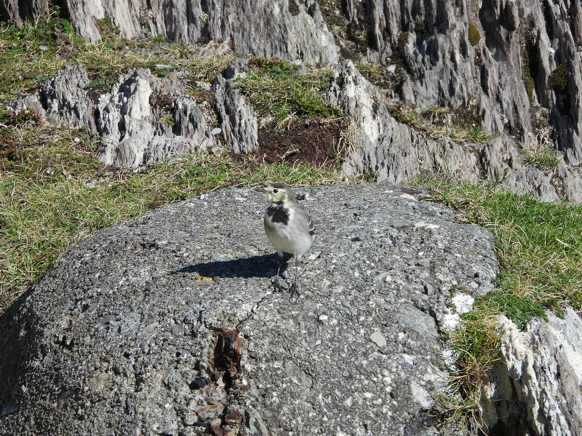 White Wagtail - ML642858740
