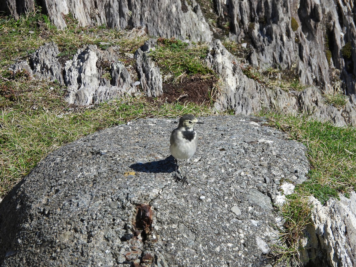 White Wagtail - ML642858741