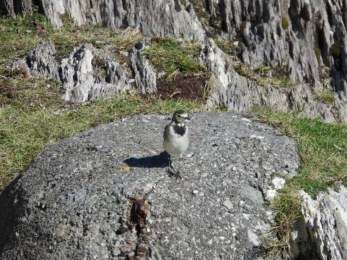 White Wagtail - ML642858742