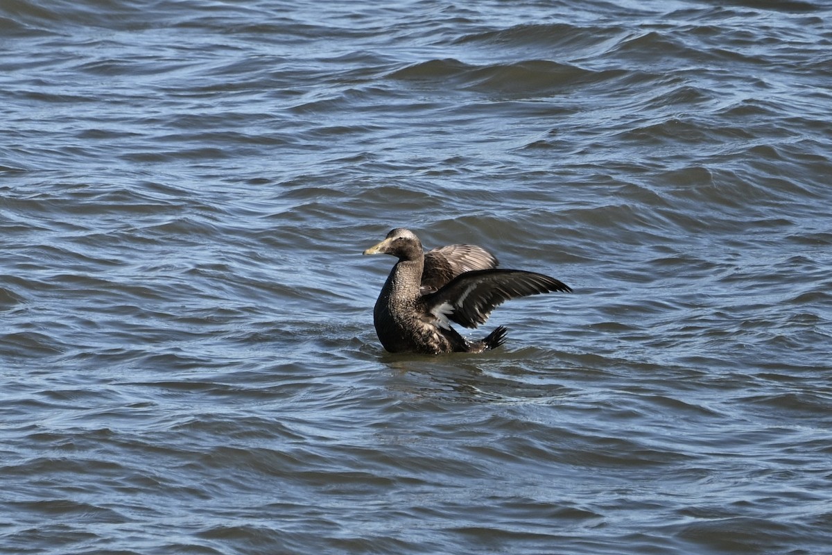 Common Eider - ML642858744