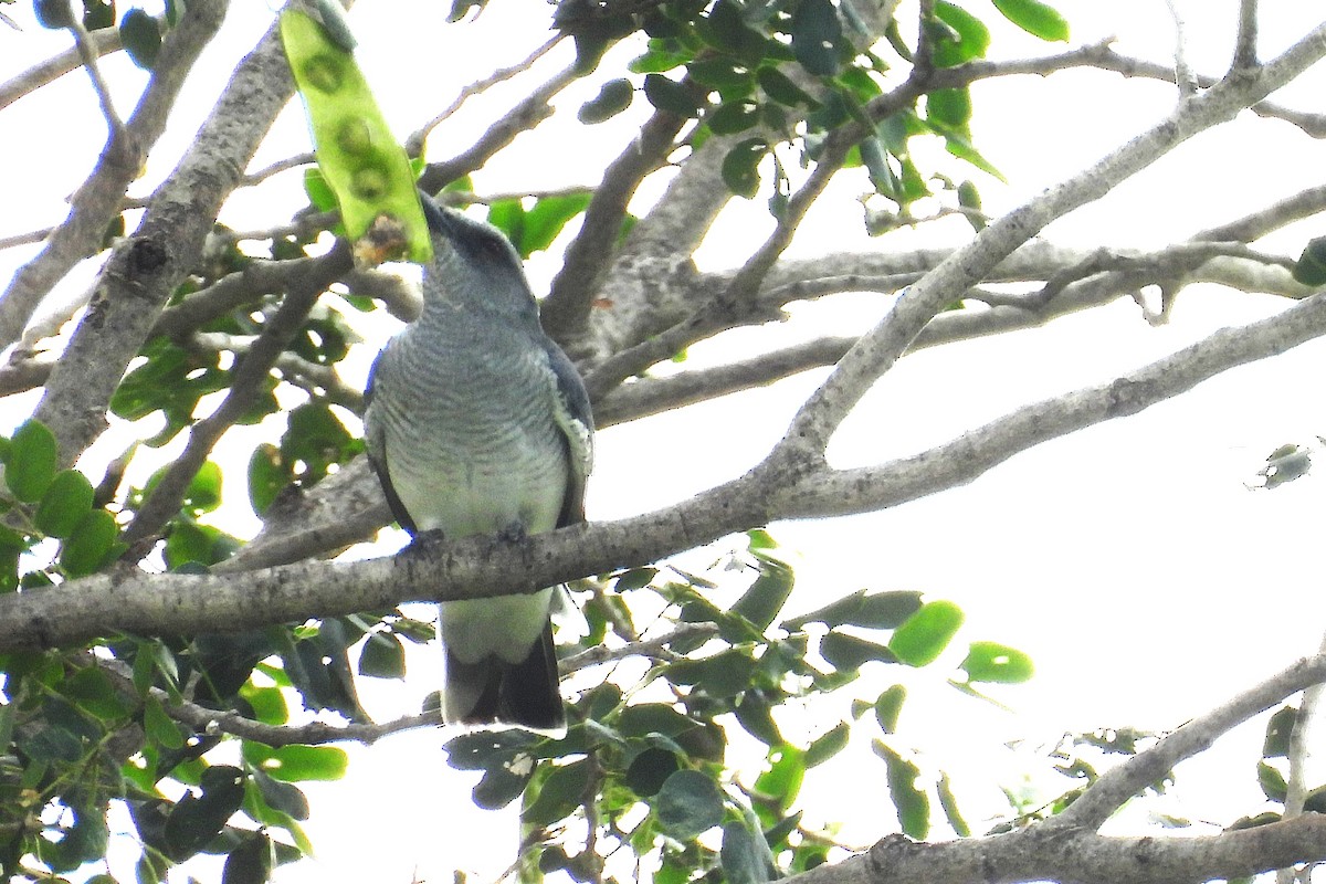 Indian Cuckooshrike - ML642858747