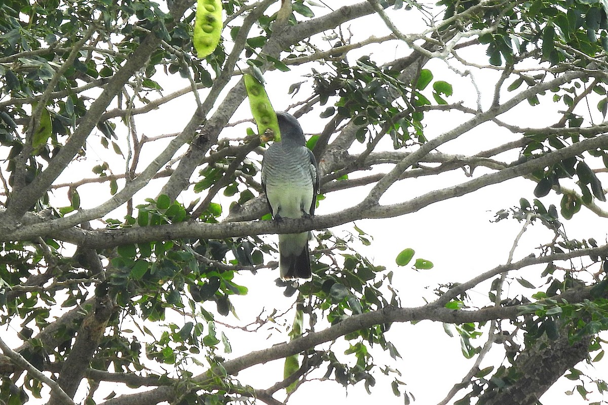Indian Cuckooshrike - ML642858748
