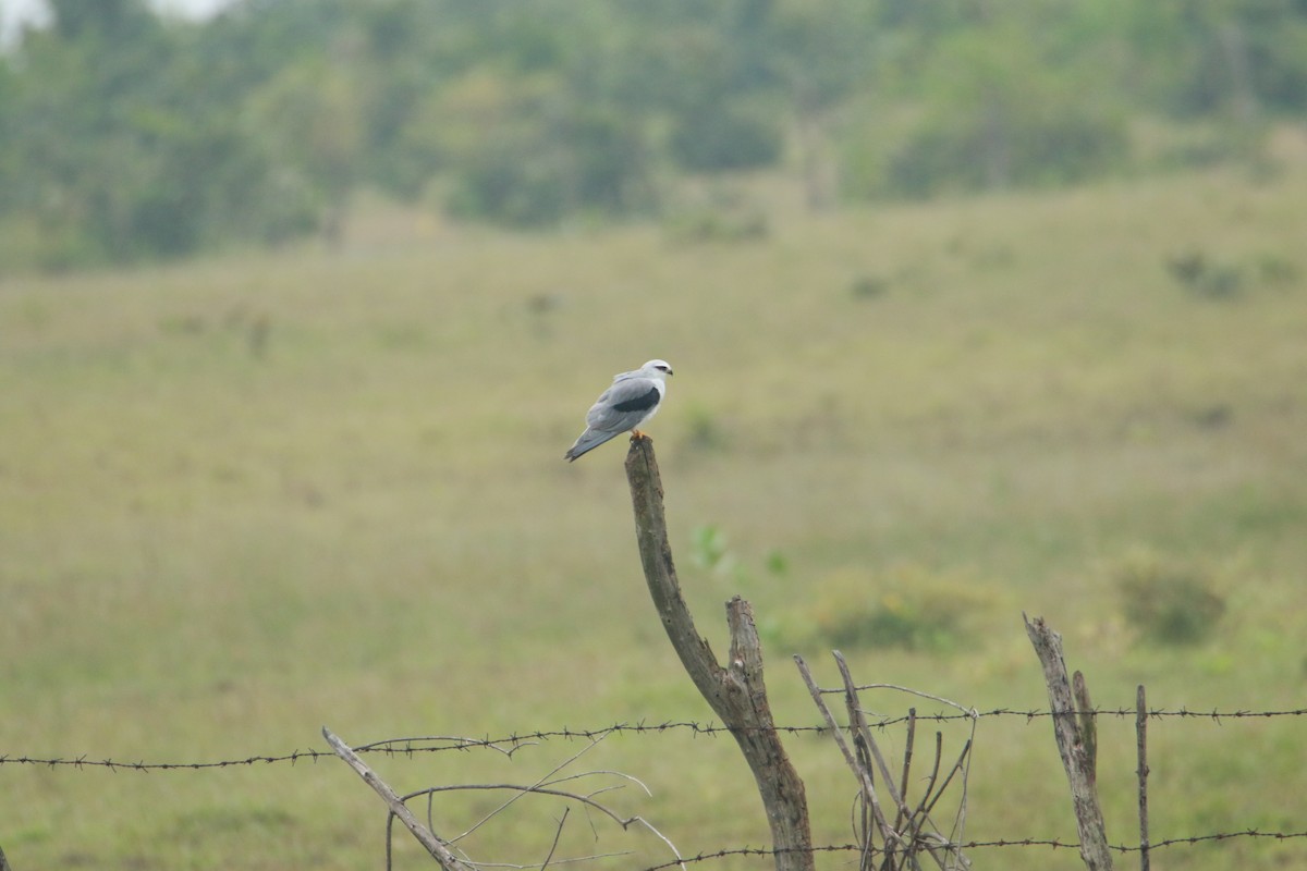 Black-winged Kite - ML642858755