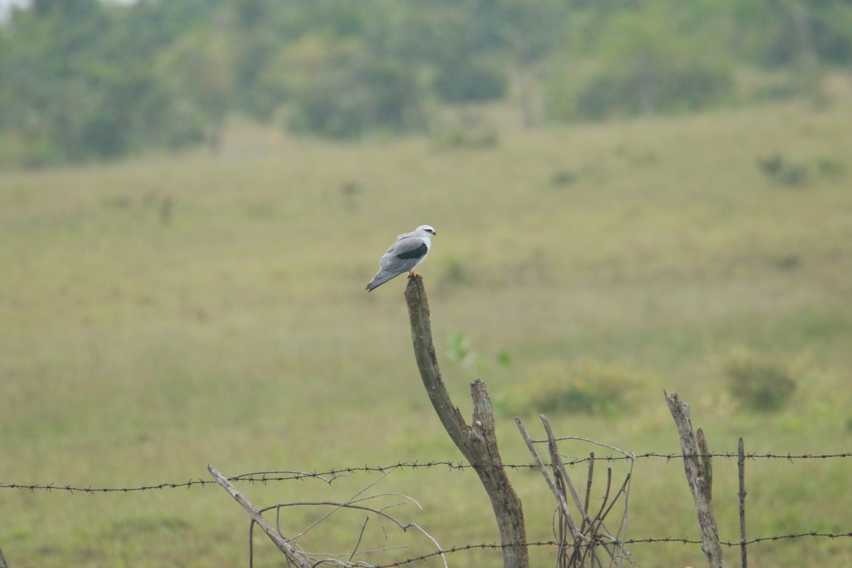 Black-winged Kite - ML642858756