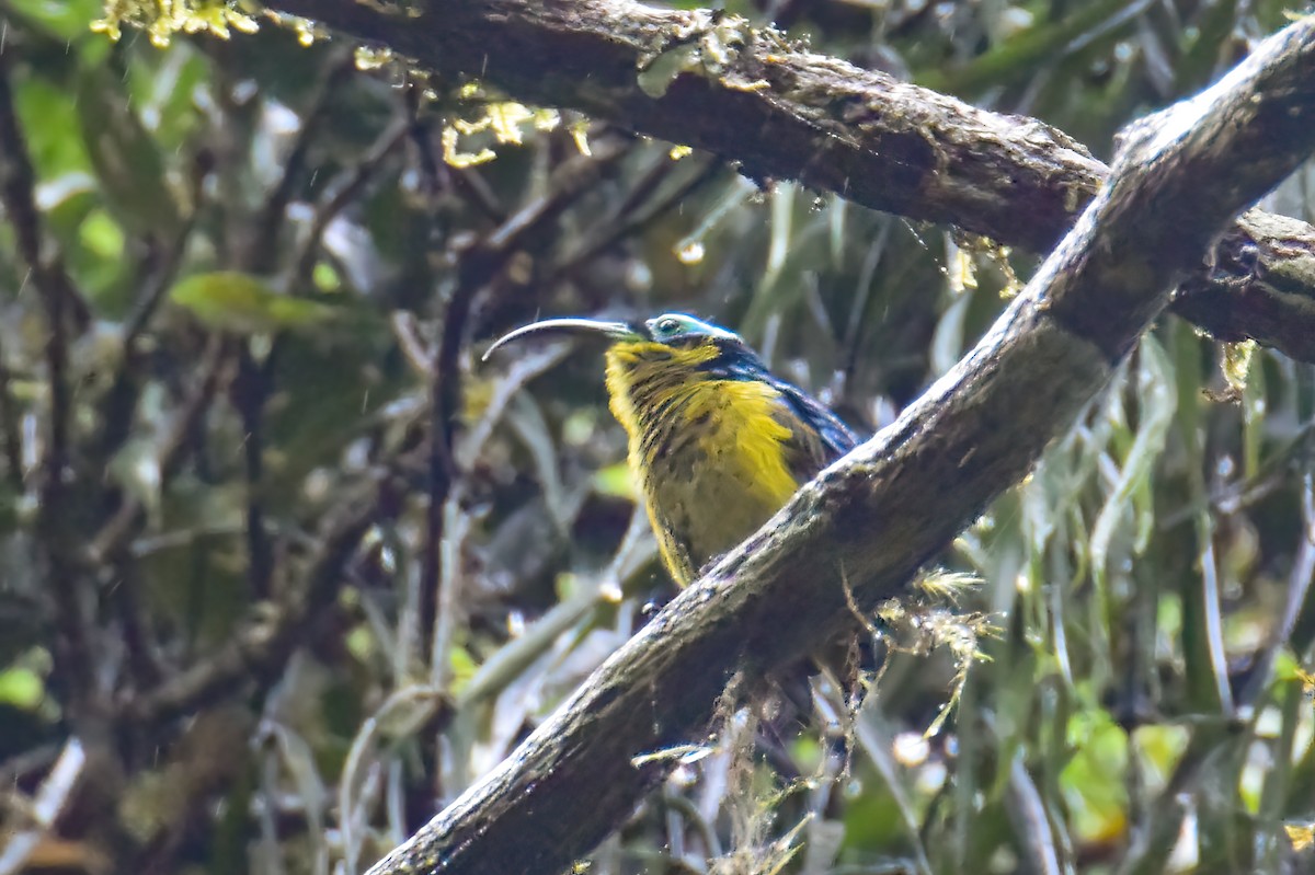 Common Sunbird-Asity - ML642858760