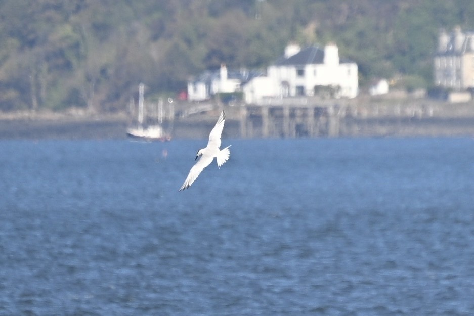 Sandwich Tern - ML642858775