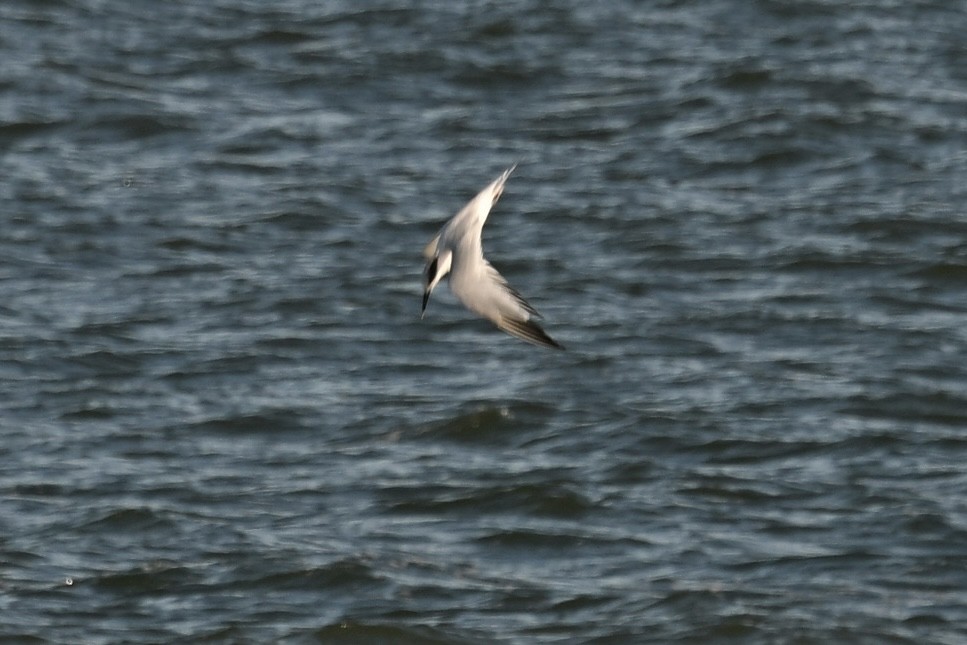 Sandwich Tern - ML642858776