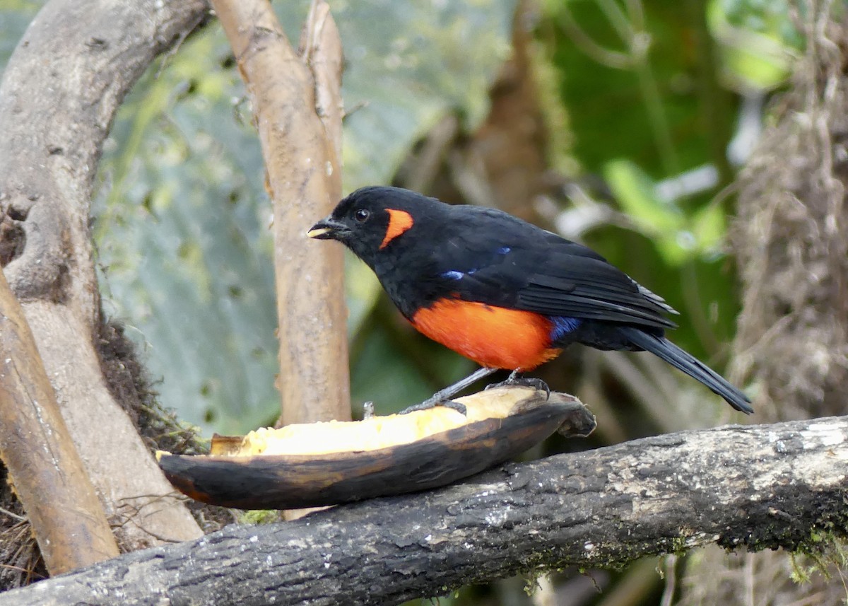 Scarlet-bellied Mountain Tanager - ML642858779