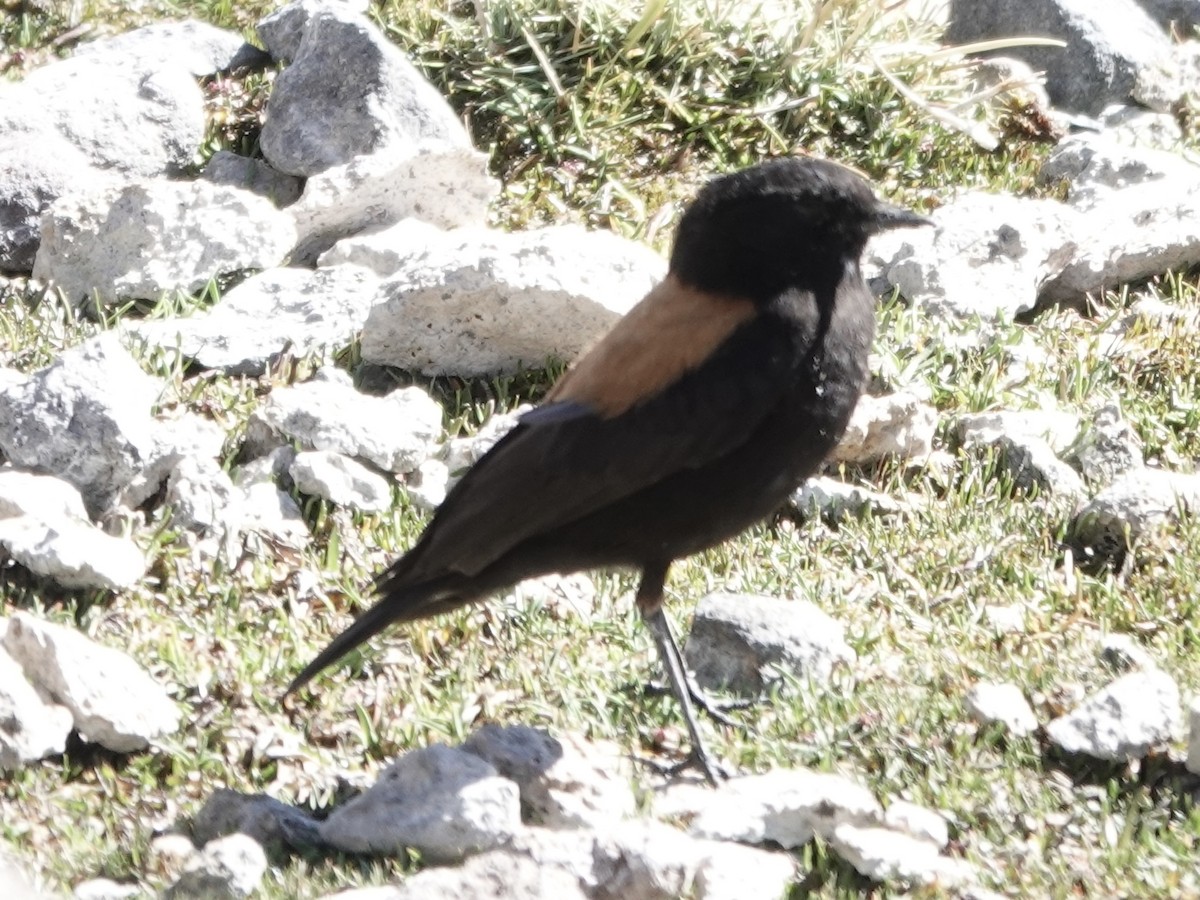 Negrito Andino - ML642858790