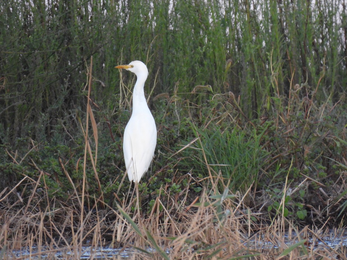 Western Cattle-Egret - ML642858803