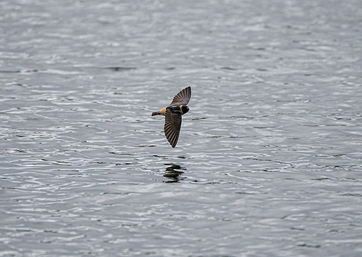Cliff Swallow - ML642858805
