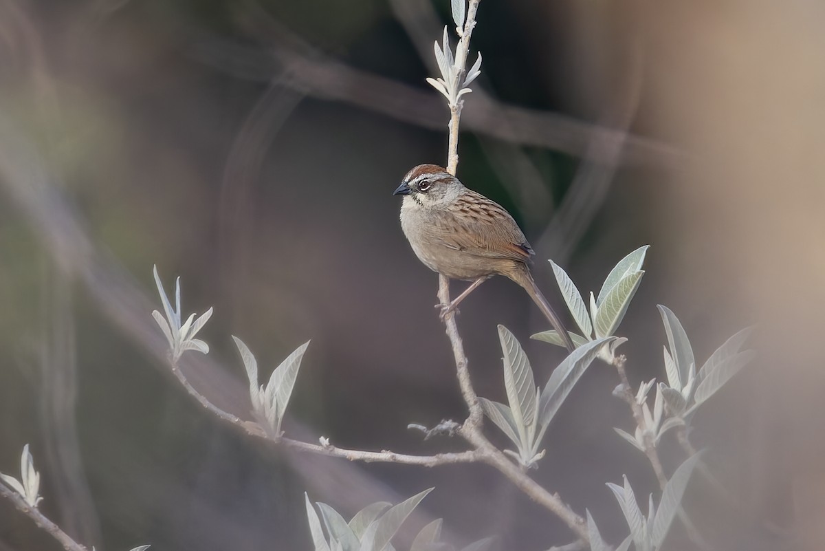 Oaxaca Sparrow - ML642858824