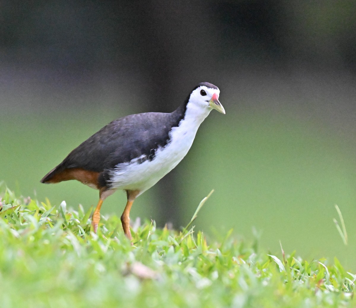 White-breasted Waterhen - ML642858826