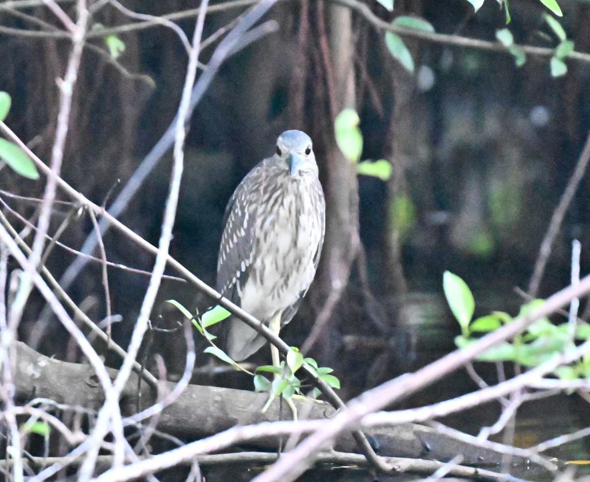 Nitticora - ML642858832