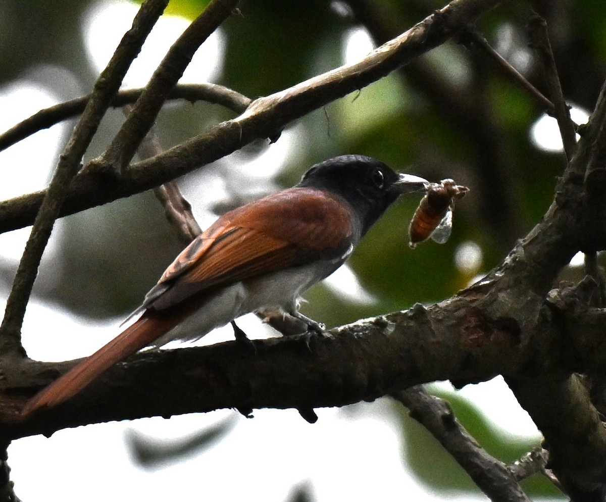 Amur Paradise-Flycatcher - ML642858846