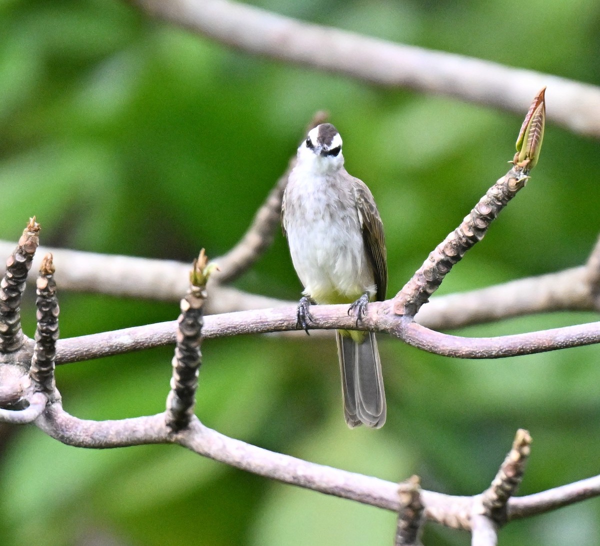 Yellow-vented Bulbul - ML642858853