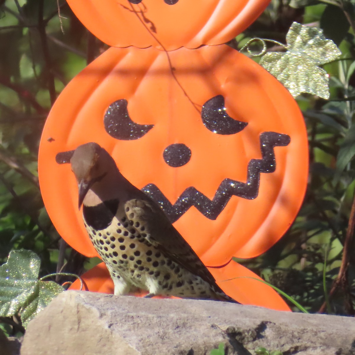 Northern Flicker - ML642858855