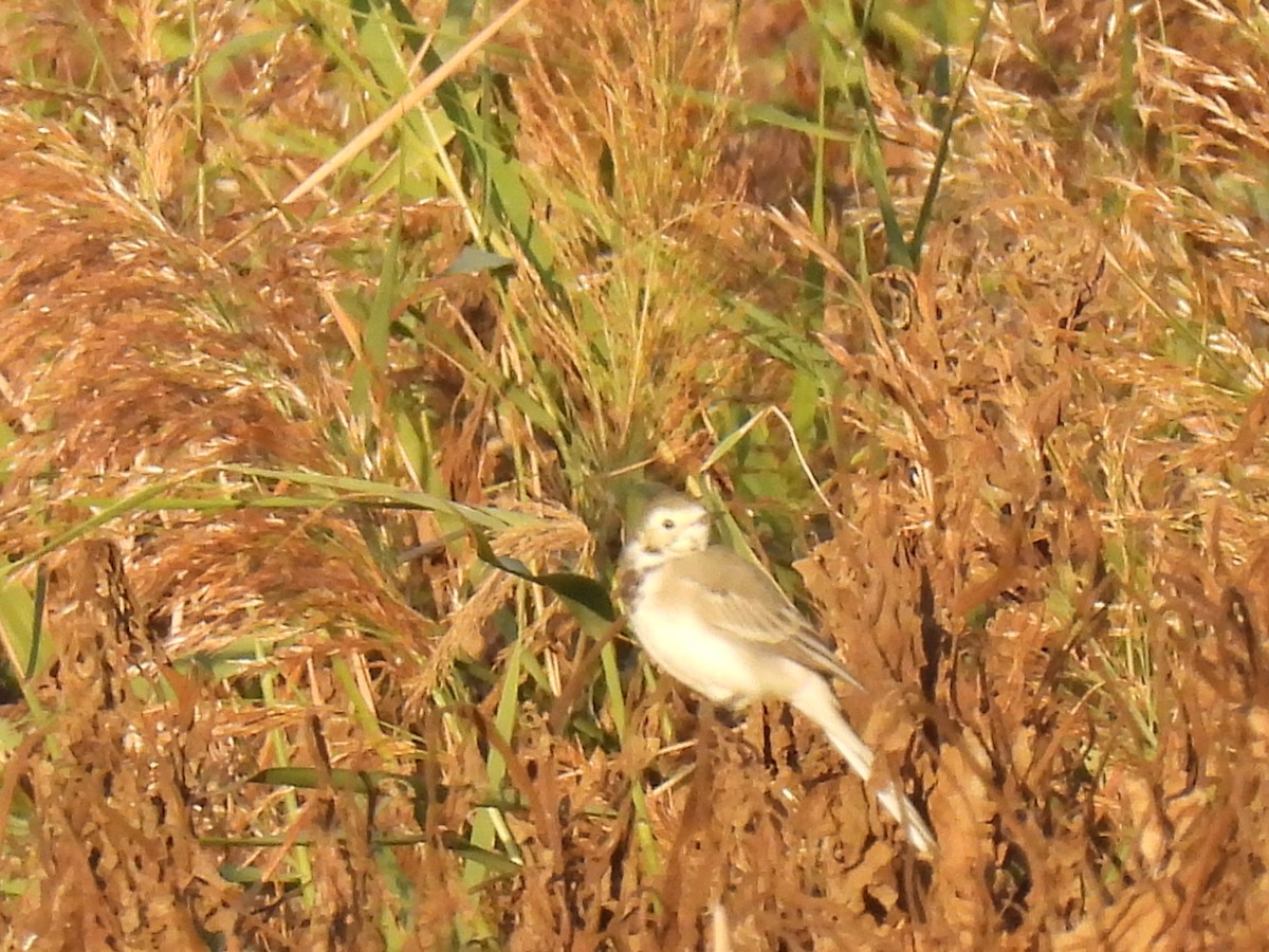 White Wagtail - ML642858856