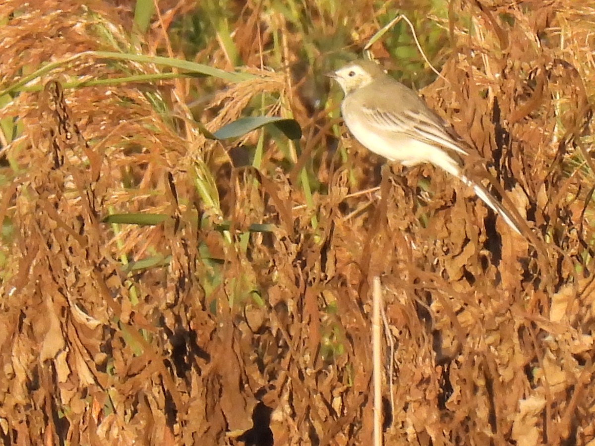 White Wagtail - ML642858866