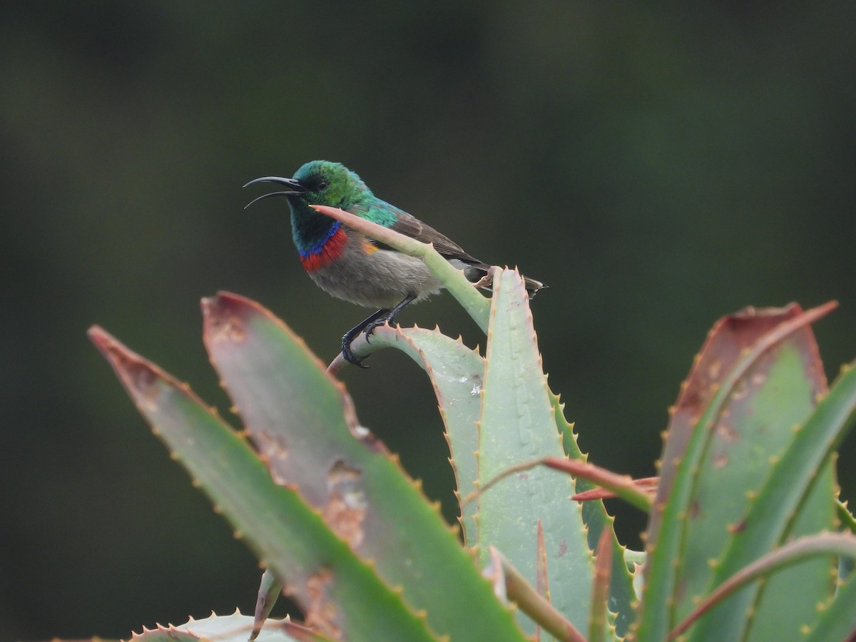 Southern Double-collared Sunbird - ML642858867