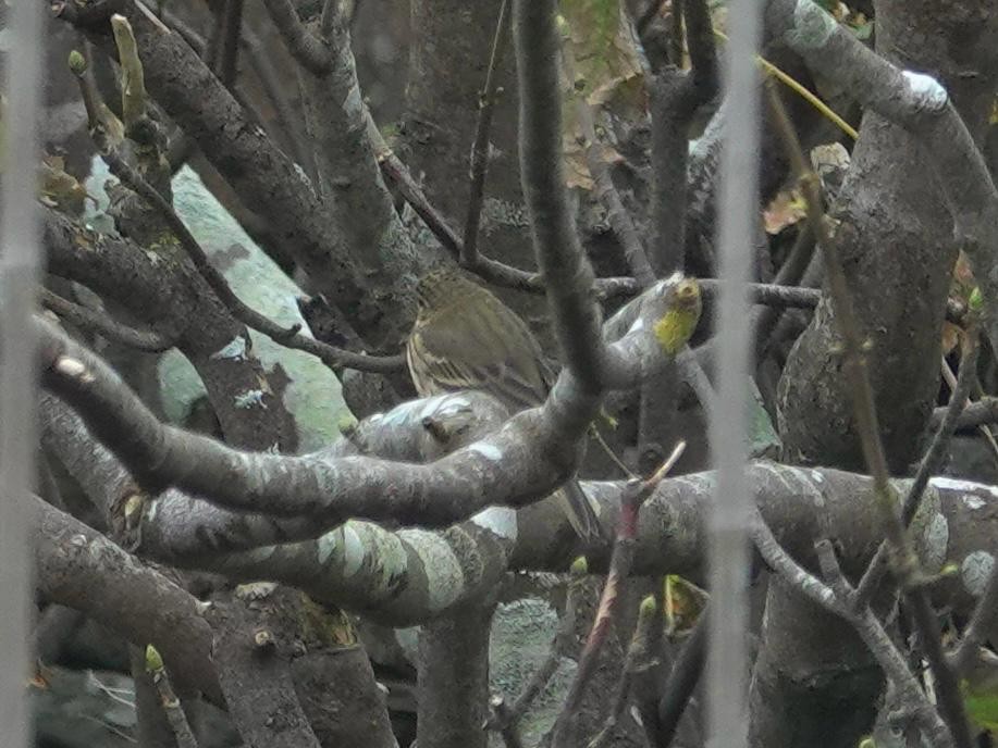 Olive-backed Pipit - ML642858872
