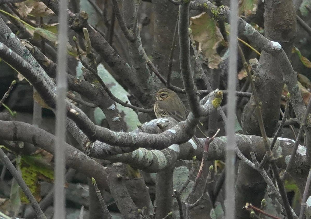 Olive-backed Pipit - ML642858876