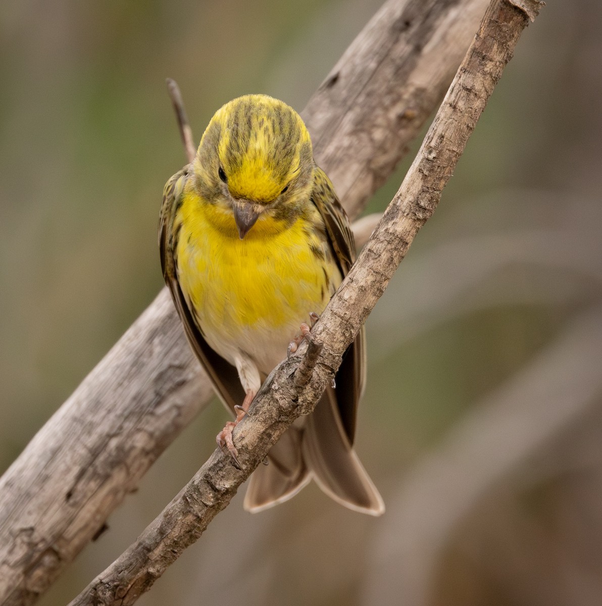 European Serin - ML642858880